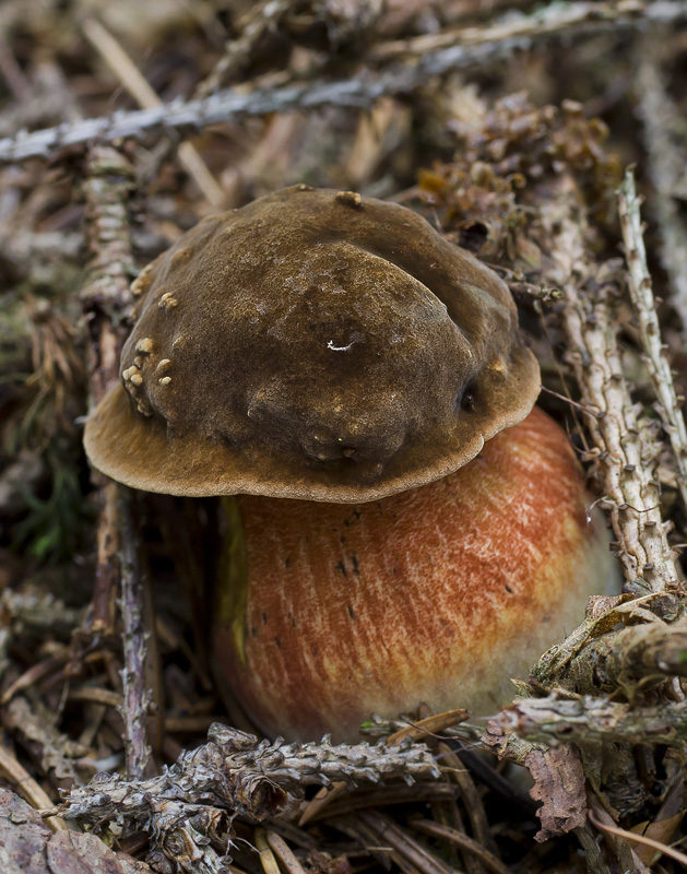 Boletus luridiformis